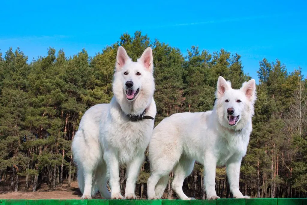 Keunggulan Swiss Shepherd Putih Dibandingkan Ras Anjing Penjaga Lainnya