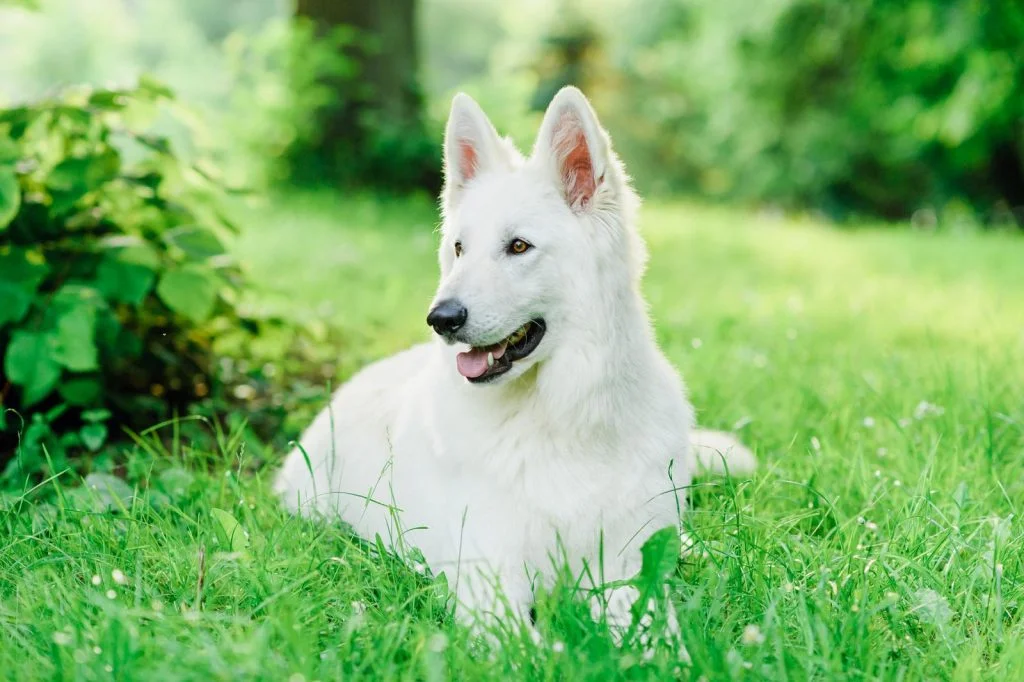 Cara Merawat dan Melatih Swiss Shepherd Putih Agar Selalu Sehat dan Bahagia