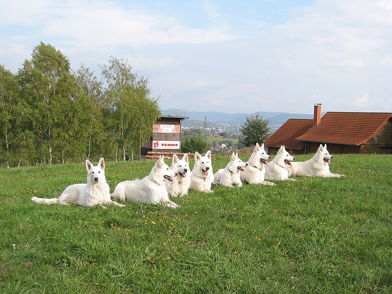 Fakta Menarik Tentang Swiss Shepherd Putih yang Jarang Diketahui