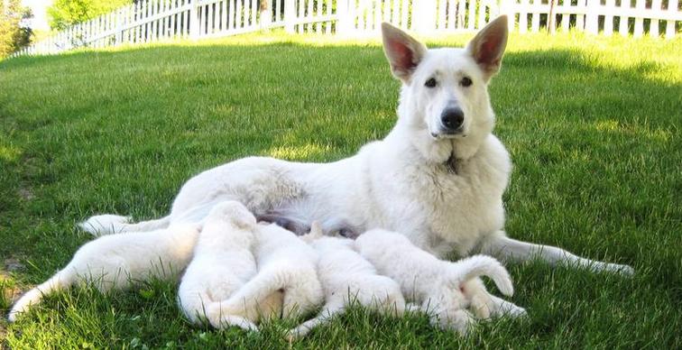 Kunci Keberhasilan dalam Menghasilkan Anjing Swiss Shepherd Putih yang Sehat